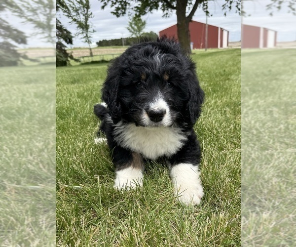 Medium Photo #4 Bernedoodle Puppy For Sale in SIBLEY, IL, USA