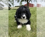 Small #3 Bernedoodle