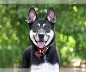 German Shepherd Dog-Unknown Mix Dogs for adoption in Tavares, FL, USA