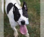 AGGY - Male Mutt Dog for Adoption - Small photo