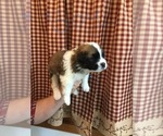 Small Photo #1 Saint Bernard Puppy For Sale in SPRINGVILLE, CA, USA