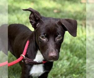 Labrador Retriever-Unknown Mix Dogs for adoption in Yardley, PA, USA