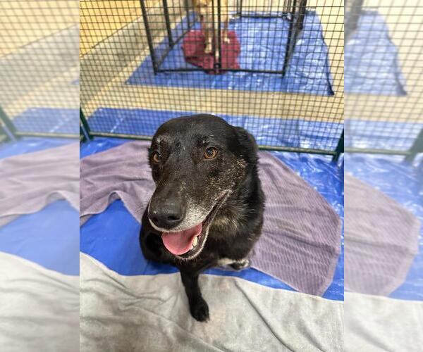 Medium Photo #2 Labrador Retriever-Unknown Mix Puppy For Sale in Calgary, Alberta, Canada