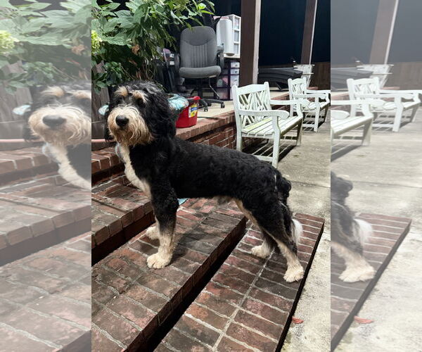 Medium Photo #2 Bernedoodle Puppy For Sale in Mobile, AL, USA