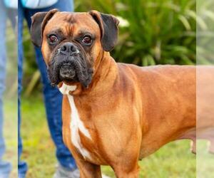 Boxer Dogs for adoption in Camarillo, CA, USA