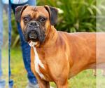 OSCAR - Male Boxer Dog for Adoption - Small photo