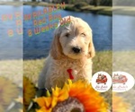 Small Photo #1 Goldendoodle Puppy For Sale in HAMPSTEAD, NC, USA