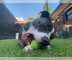 Small #1 American Staffordshire Terrier