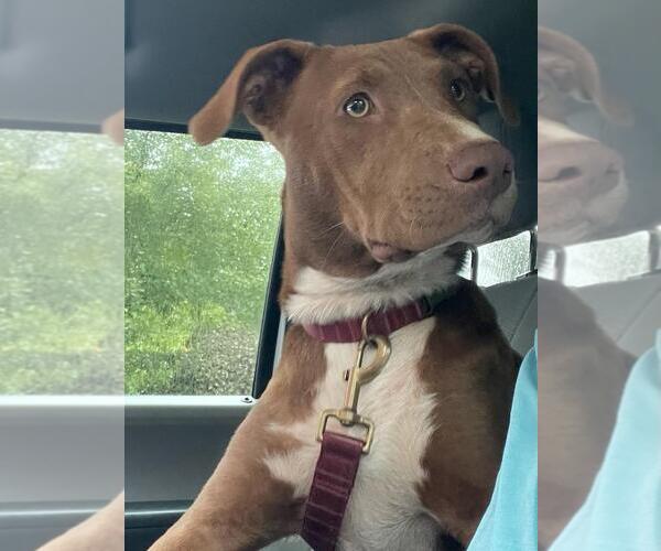 Medium Photo #7 Mutt Puppy For Sale in Holly Springs, NC, USA