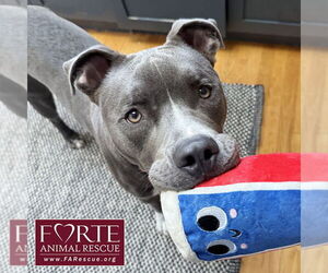 American Staffordshire Terrier-Unknown Mix Dogs for adoption in Marina del Rey, CA, USA