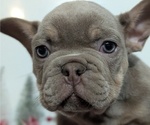 Small #10 French Bulldog