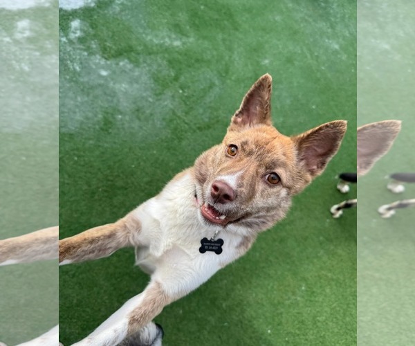 Medium Photo #3 Australian Kelpie-Unknown Mix Puppy For Sale in Rockaway, NJ, USA