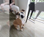 Small #18 Boxer Mix
