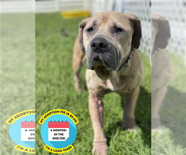 Medium Photo #9 Mutt Puppy For Sale in Virginia Beach, VA, USA