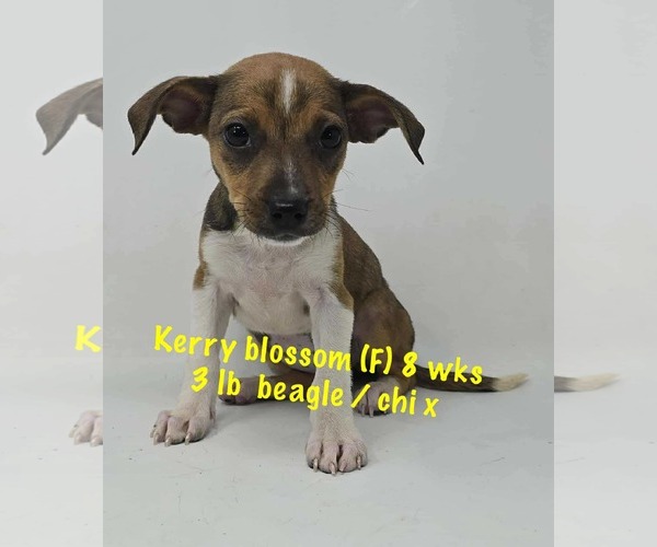 Medium Photo #1 Beagle-Chihuahua Mix Puppy For Sale in pomfret, CT, USA