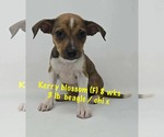 Small Beagle-Chihuahua Mix