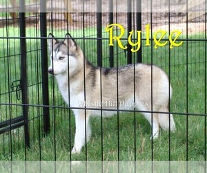 Mother of the Pomsky puppies born on 04/05/2025