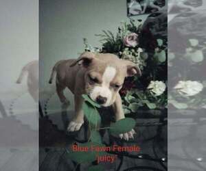 American Bully Puppy for sale in BARNEGAT, NJ, USA