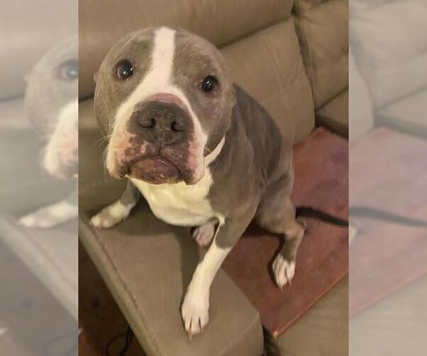 Medium Photo #1 American Staffordshire Terrier Puppy For Sale in San Antonio, TX, USA