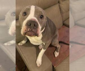 American Staffordshire Terrier Dogs for adoption in San Antonio, TX, USA