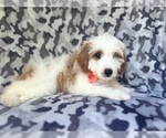 Small #3 Cavapoo