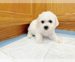 Puppy Orange Bichon Frise