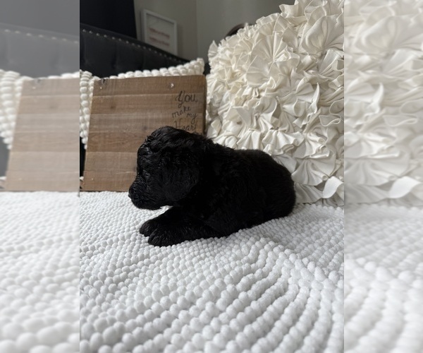 Medium Photo #8 Bernedoodle Puppy For Sale in BELMONT, NC, USA