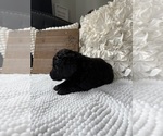 Small #7 Bernedoodle