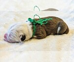 Puppy Green Collar Alapaha Blue Blood Bulldog