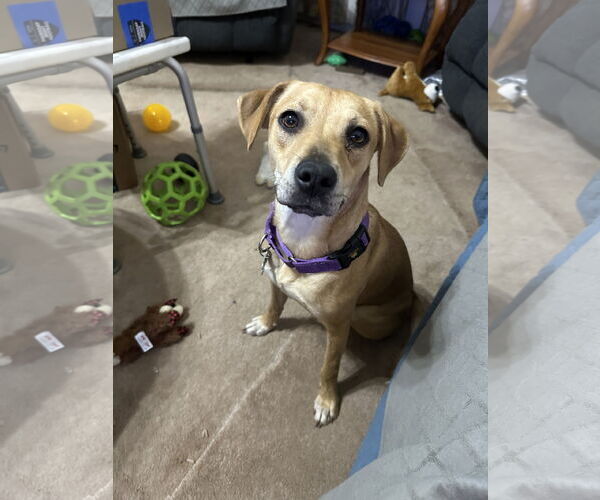 Medium Photo #3 Mutt Puppy For Sale in Ball Ground, GA, USA