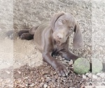 Small Photo #77 German Shorthaired Pointer Puppy For Sale in DENVER, CO, USA