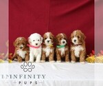 Small #1 Goldendoodle (Miniature)