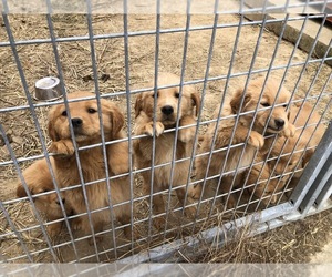 Golden Retriever Puppy for sale in BUTLER, OH, USA