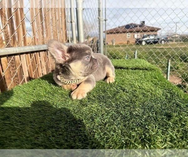 Medium Photo #22 French Bulldog Puppy For Sale in MONTE SERENO, CA, USA