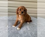 Small Photo #2 Cavapoo Puppy For Sale in DUNNVILLE, KY, USA