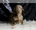 Small #5 Dachshund