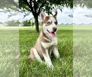 Siberian Husky Puppy for sale in GREENFIELD, IN, USA