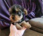 Puppy Lucky Lady Yorkshire Terrier