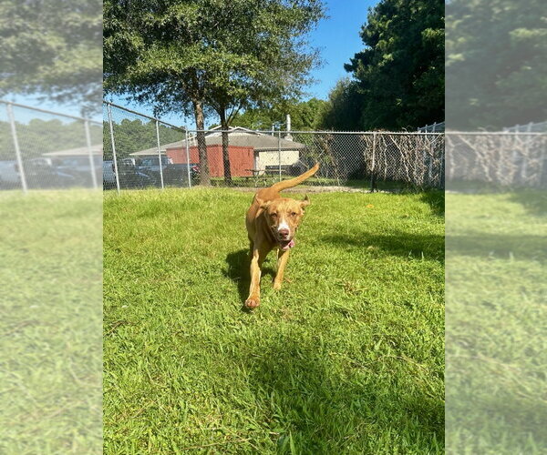 Medium Photo #1 Mutt Puppy For Sale in Glen Allen, VA, USA
