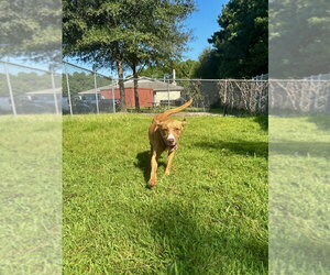 Mutt Dogs for adoption in Glen Allen, VA, USA