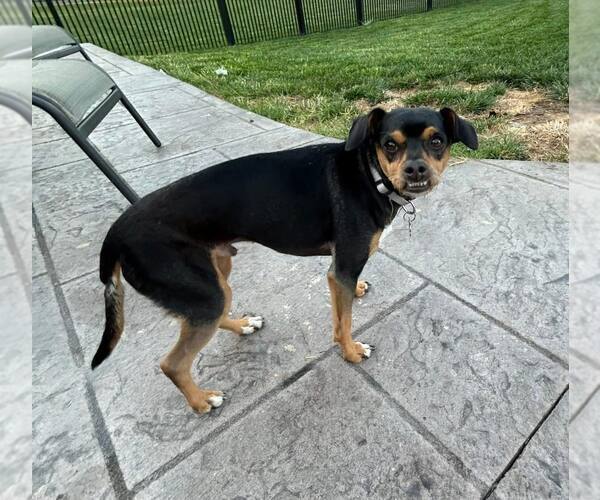 Medium Photo #4  Puppy For Sale in , 