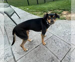 Miniature Pinscher-Unknown Mix Dogs for adoption in New Oxford , PA, USA
