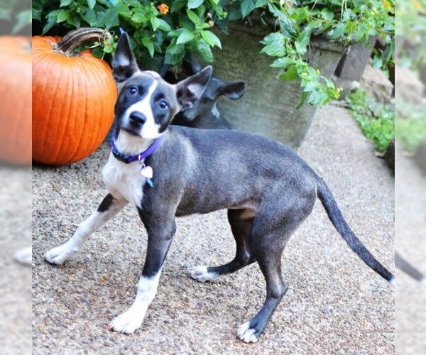 Medium Photo #3 Huskies -Unknown Mix Puppy For Sale in Germanton, TN, USA