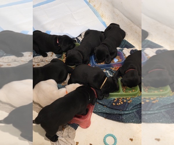Medium Photo #3 Labrador Retriever Puppy For Sale in TAMPA, FL, USA