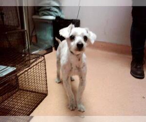 Mutt Dogs for adoption in Martinez, CA, USA