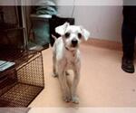 Small Mutt