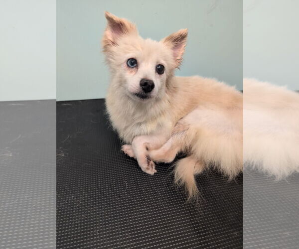 Medium Photo #3 Chiranian Puppy For Sale in Holly Springs, NC, USA