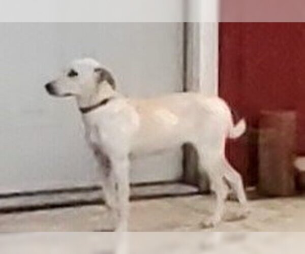 Medium Photo #8 Labrador Retriever-Unknown Mix Puppy For Sale in Murrells Inlet, SC, USA