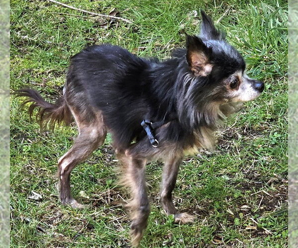 Medium Photo #3 Chihuahua Puppy For Sale in Olalla, WA, USA