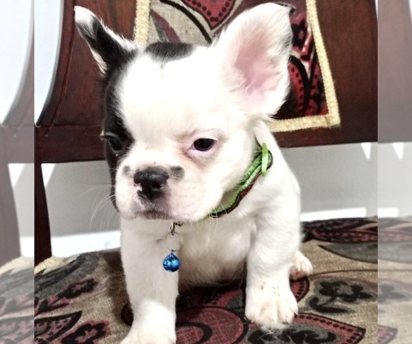 Medium Photo #98 French Bulldog Puppy For Sale in ORLANDO, FL, USA